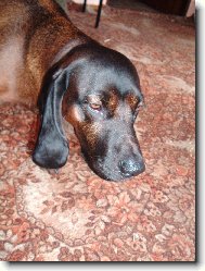 Bayriswcher Gebirgsschweisshund, Bavarian Mountain Scenthound