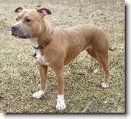American staffordshire terrier \\\\\(Dog standard\\\\\)