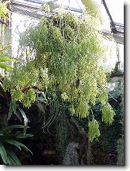 Rhipsalis