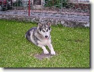 Alaskan Malamute