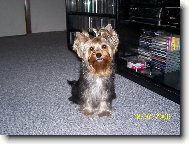 Jorkrsk terier, Yorkshire Terrier,