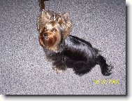 Jorkrsk terier, Yorkshire Terrier,