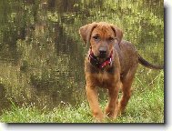 Rvidszr Magyar Vizsla, Hungarian Short-haired Pointing Dog