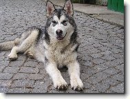 Alaskan malamute \\\\\(Dog standard\\\\\)