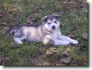 Alaskan malamute \\\\\(Dog standard\\\\\)