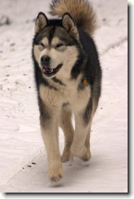 Alaskan malamute \\\\\(Dog standard\\\\\)