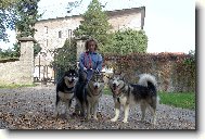 Alaskan Malamute