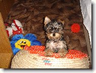 Jorkrsk terier, Yorkshire Terrier,