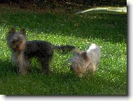 Jorkrsk terier, Yorkshire Terrier,