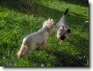 Jorkrsk terier, Yorkshire Terrier,