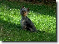 Jorkrsk terier, Yorkshire Terrier,