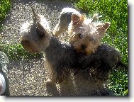 Jorkrsk terier, Yorkshire Terrier,