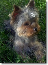 Jorkrsk terier, Yorkshire Terrier,