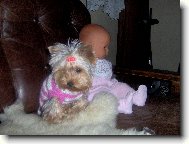 Jorkrsk terier, Yorkshire Terrier,