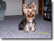 Jorkrsk terier, Yorkshire Terrier,