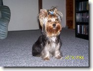 Jorkrsk terier, Yorkshire Terrier,