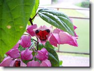 Clerodendrum