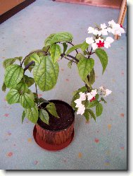 Clerodendrum