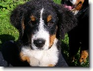 Berner Sennenhund