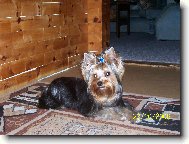 Jorkrsk terier, Yorkshire Terrier,