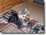 Jorkrsk terier, Yorkshire Terrier,