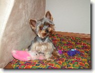 Jorkrsk terier, Yorkshire Terrier,