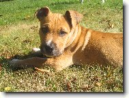 Staffordshire Bullterrier