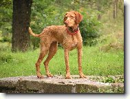 Hungarian Wire-haired Pointing Dog