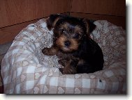 Jorkrsk terier, Yorkshire Terrier,