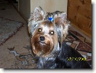 Jorkrsk terier, Yorkshire Terrier,