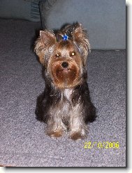 Jorkrsk terier, Yorkshire Terrier,