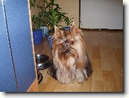 Jorkrsk terier, Yorkshire Terrier,