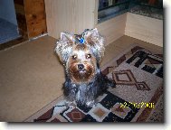 Jorkrsk terier, Yorkshire Terrier,