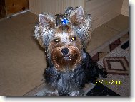 Jorkrsk terier, Yorkshire Terrier,