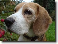 Beagle