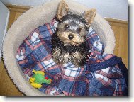 Jorkrsk terier, Yorkshire Terrier,