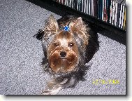 Jorkrsk terier, Yorkshire Terrier,