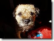 Border Terrier