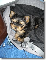 Jorkrsk terier, Yorkshire Terrier,