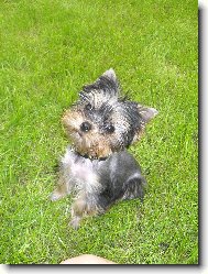 Jorkrsk terier, Yorkshire Terrier,