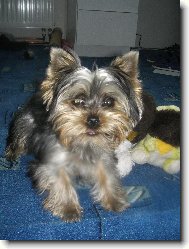 Jorkrsk terier, Yorkshire Terrier,