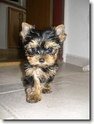 Jorkrsk terier, Yorkshire Terrier,