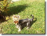 Jorkrsk terier, Yorkshire Terrier,