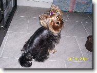 Jorkrsk terier, Yorkshire Terrier,