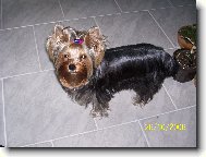 Jorkrsk terier, Yorkshire Terrier,