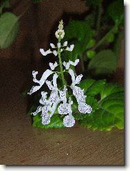 Plectranthus