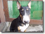 Bull Terrier