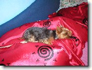 Jorkrsk terier, Yorkshire Terrier,