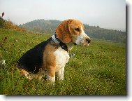 Beagle