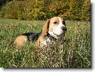 Beagle